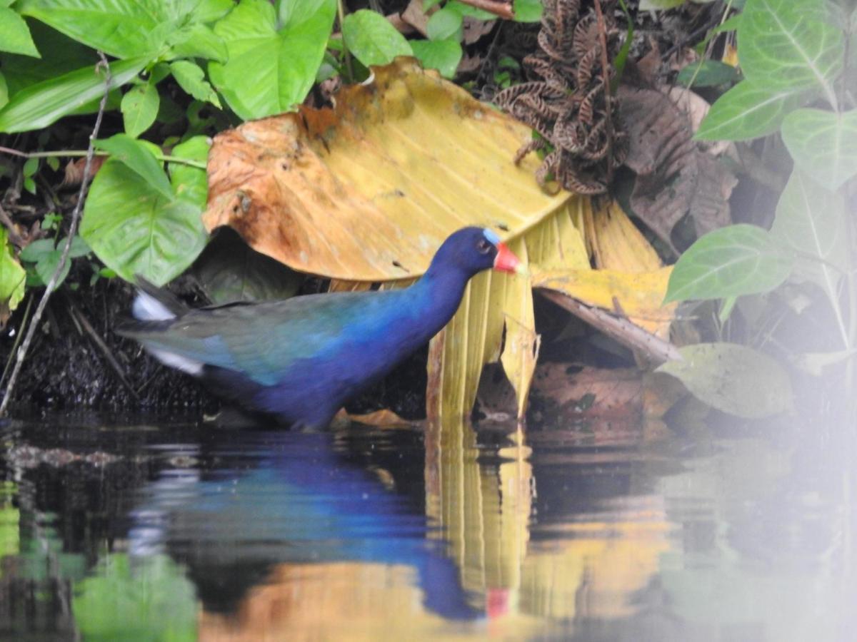 Laguna Paikawe Misahualli